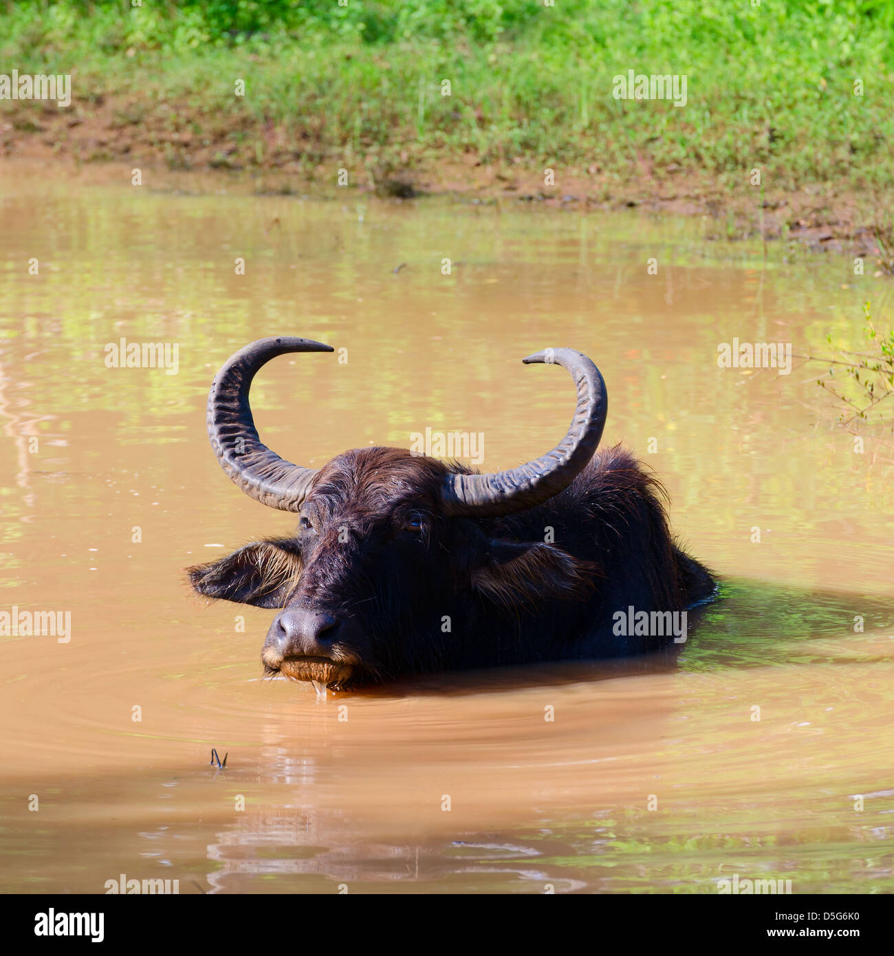 Bufalo d'acqua (Bubalus bubalis) prende un bagno in acqua di fango, Sri Lanka Foto Stock