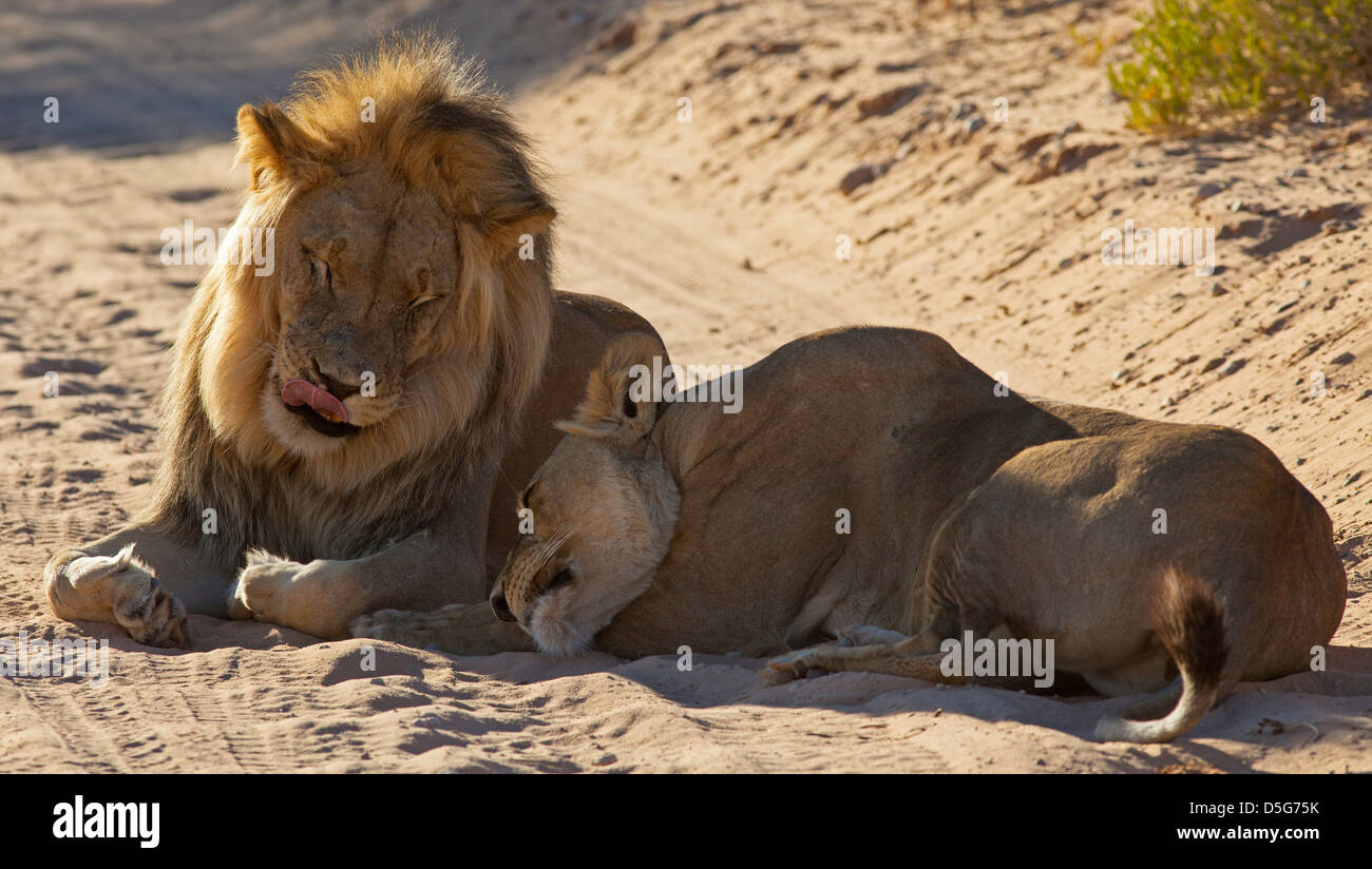 Lion giovane corteggiamento comportamento tenere compagnia Foto Stock