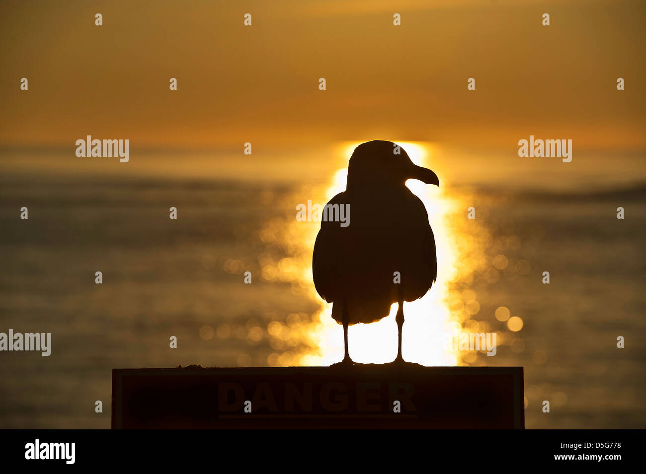 Seagull sunrise. Foto Stock