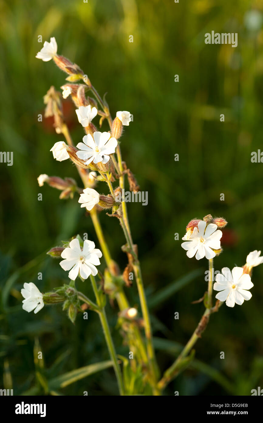 Fiore bianco silene(Melandrium album)sul campo Foto Stock