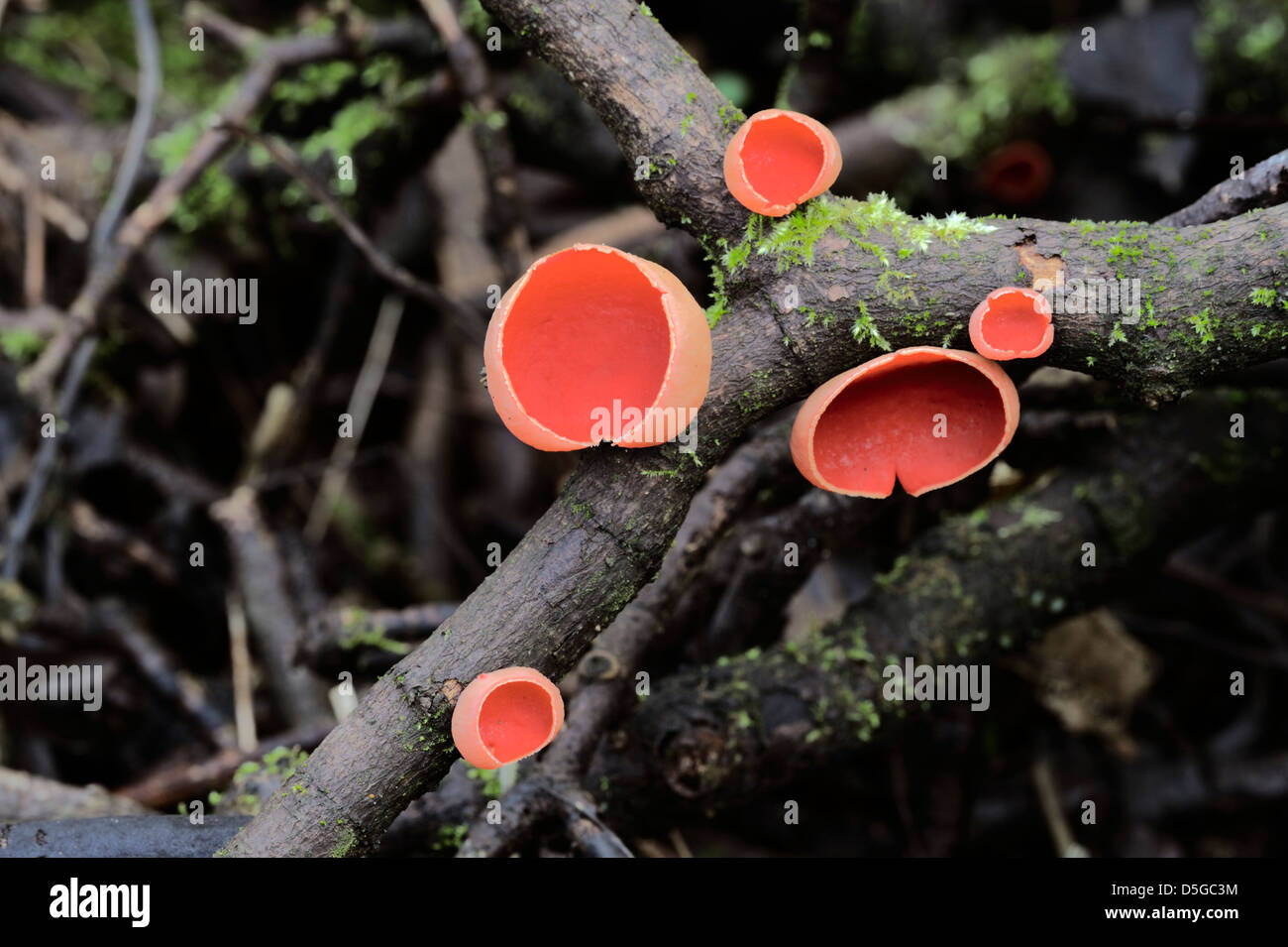 Scarlet Elf Cup fungo, Sarcoscypha coccinea, Galles. Foto Stock