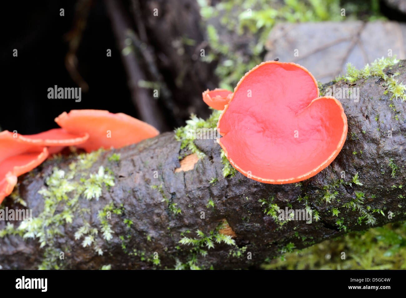 Scarlet Elf Cup fungo, Sarcoscypha coccinea, Galles. Foto Stock