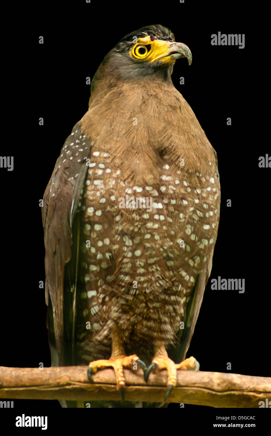 Crested Eagle serpente nazionali nel parco degli uccelli, Indonesia. Foto Stock