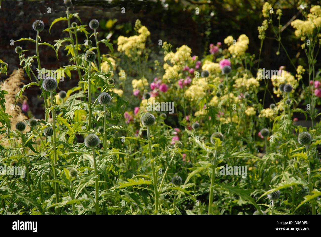 Fiori Selvatici, siepe fiori Foto Stock