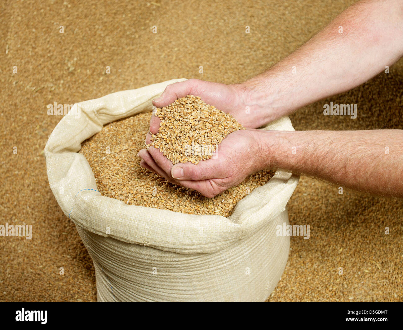 Una manciata di grano, frumento in un sacco di grano più dietro Foto Stock