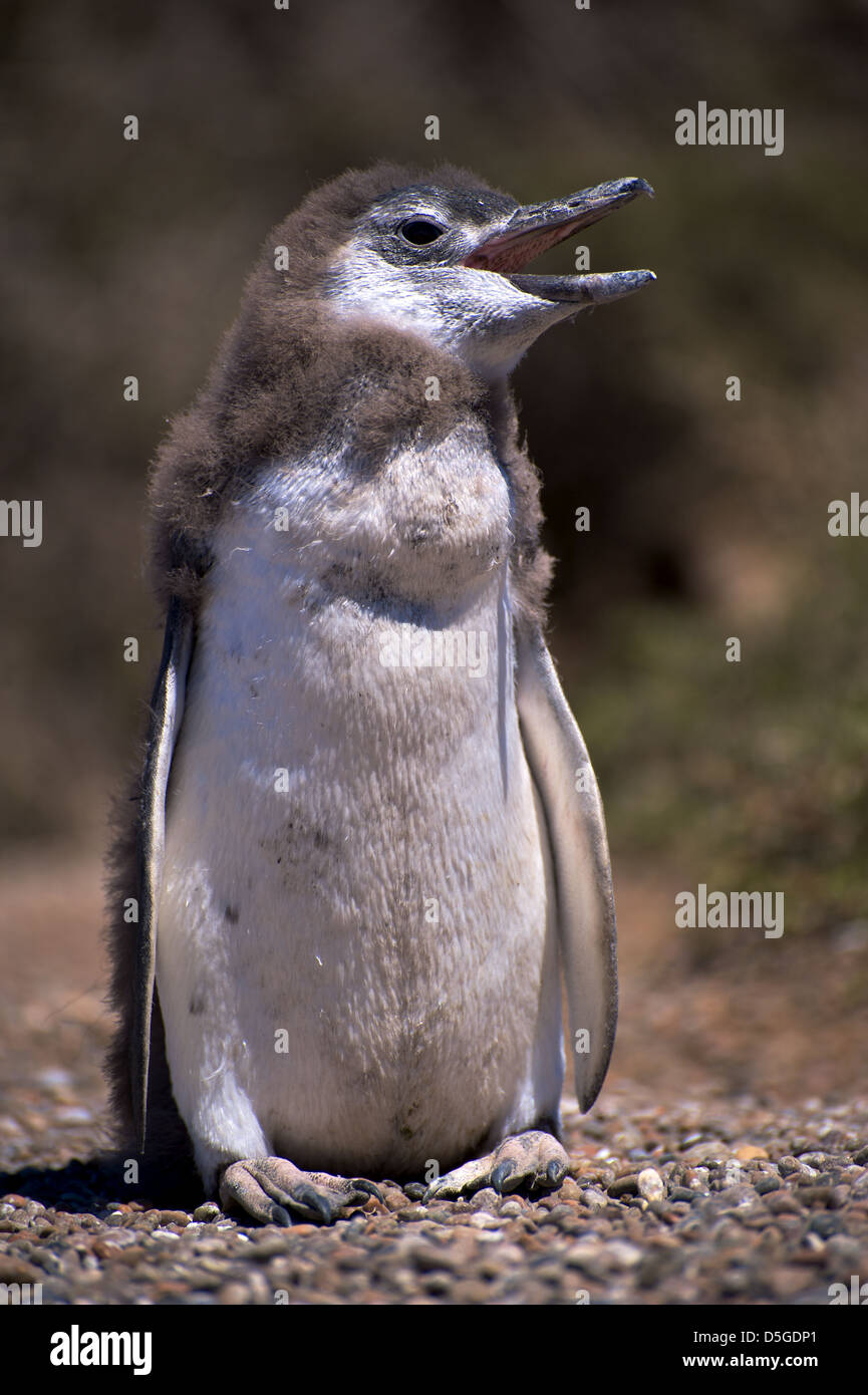 I pinguini di magellano sulla penisola di Valdez di Argentina Foto Stock