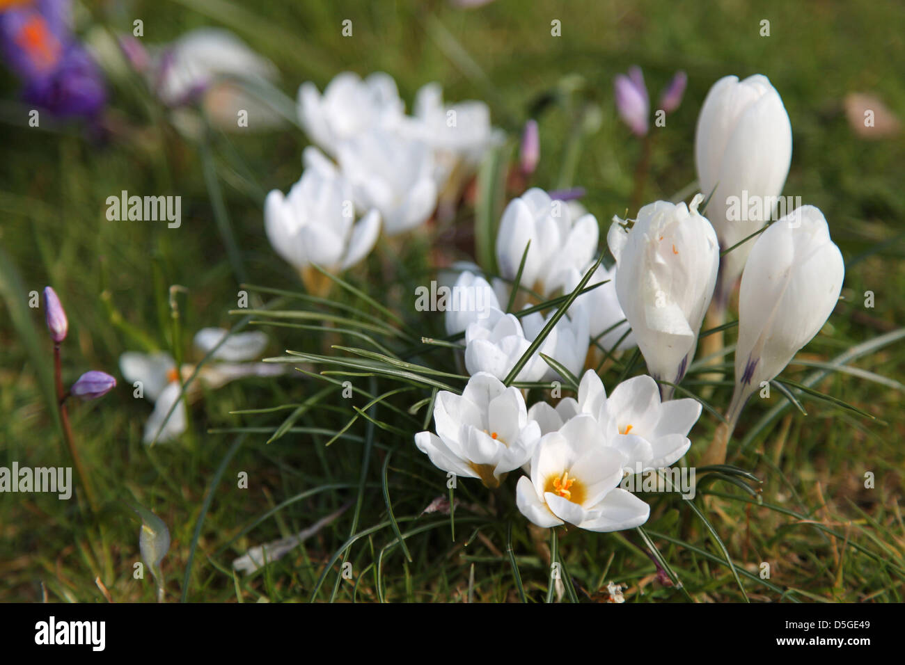 Basingstoke, UK. 2 Aprile 2013 - crochi fioritura in Basingstoke's War Memorial Park, Hampshire. L arrivo di più calde e più soleggiato meteo possono essere finalmente all'orizzonte nel Regno Unito. Credito: Rob Arnold/Alamy Live News Foto Stock
