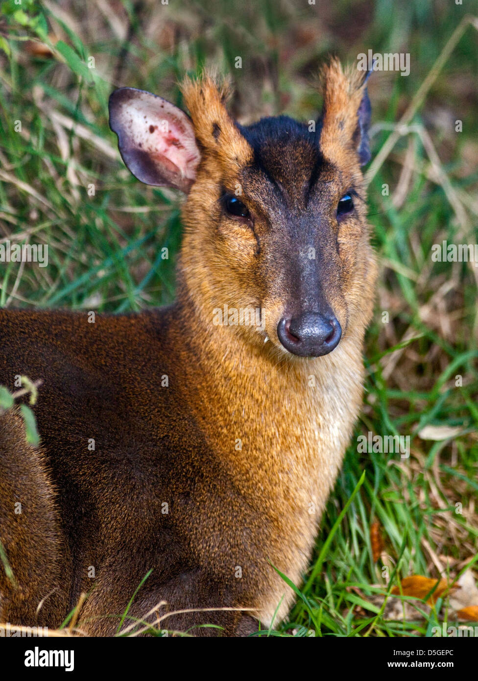 Reeves Muntjac Deer (Muntiacus reevesi), Regno Unito Foto Stock