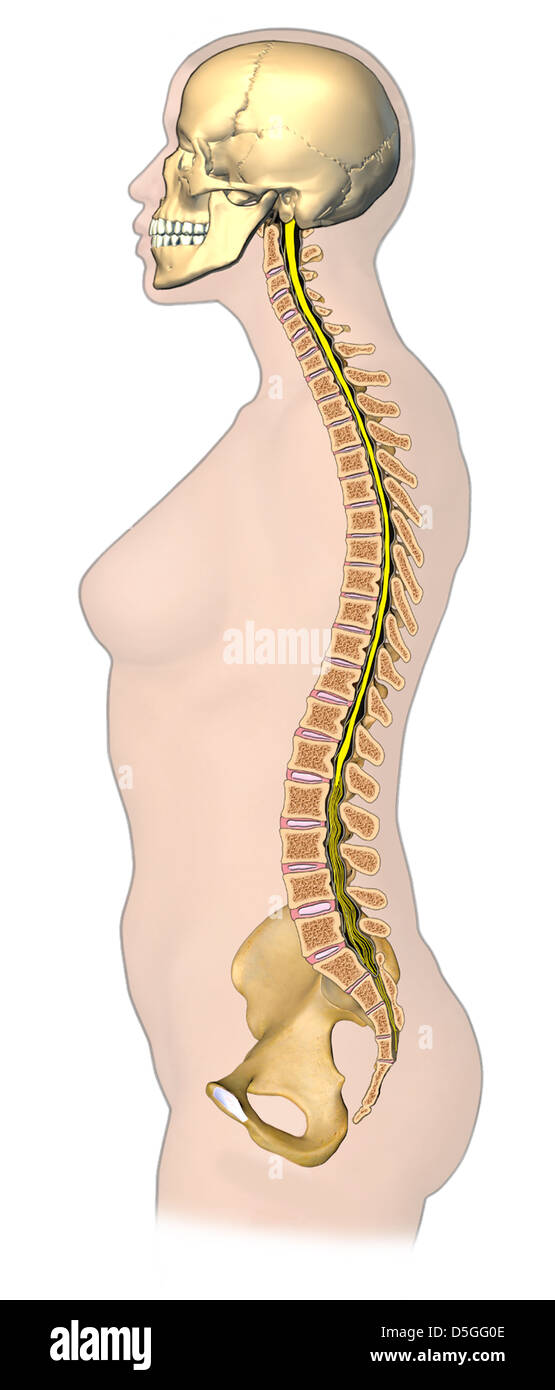 Figura femminile con il midollo spinale Foto Stock