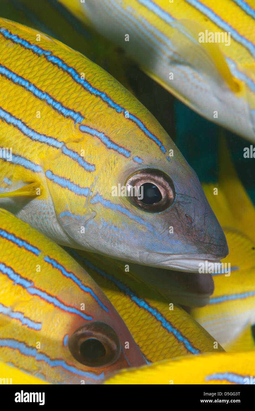 Blu-spellato (Lutjanus kasmira) snapper scuola su Chaaya Reef delle Maldive Foto Stock