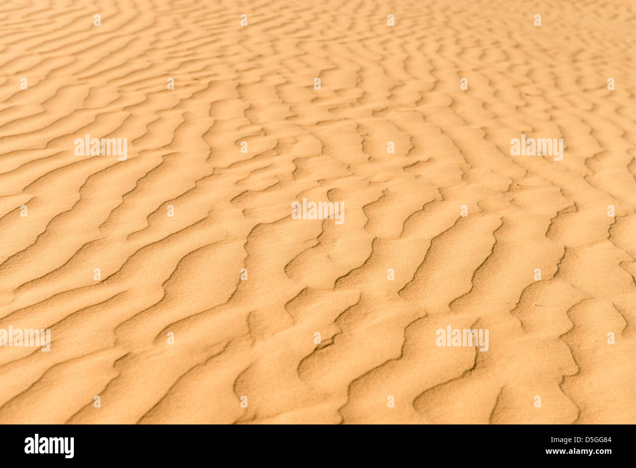 Oro dune di sabbia nel deserto al tramonto. Deserto di Thar o Grande deserto indiano. Foto Stock
