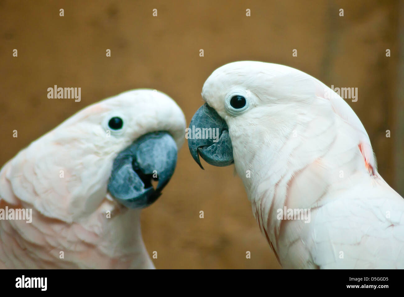 White Cockatoo pappagallo uccello era appollaiato sul tronco. Foto Stock