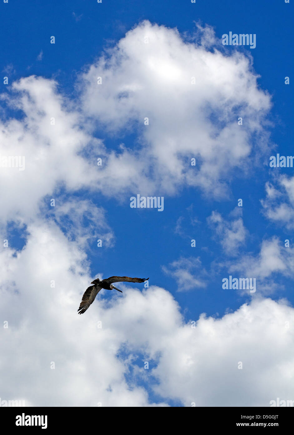 Blue sky pellicano Foto Stock