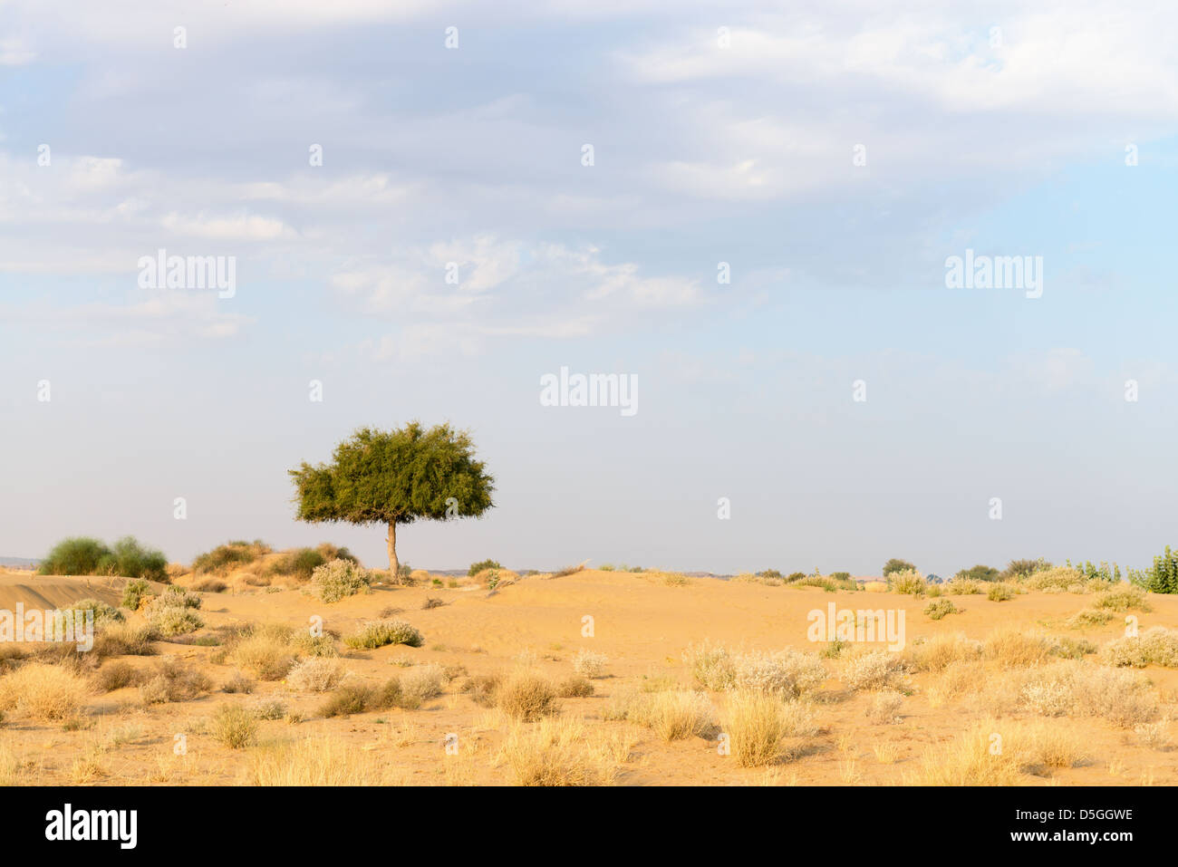 Uno rhejri (Prosopis cineraria) albero nel deserto di Thar (Grande deserto indiano) sotto il cielo nuvoloso Foto Stock