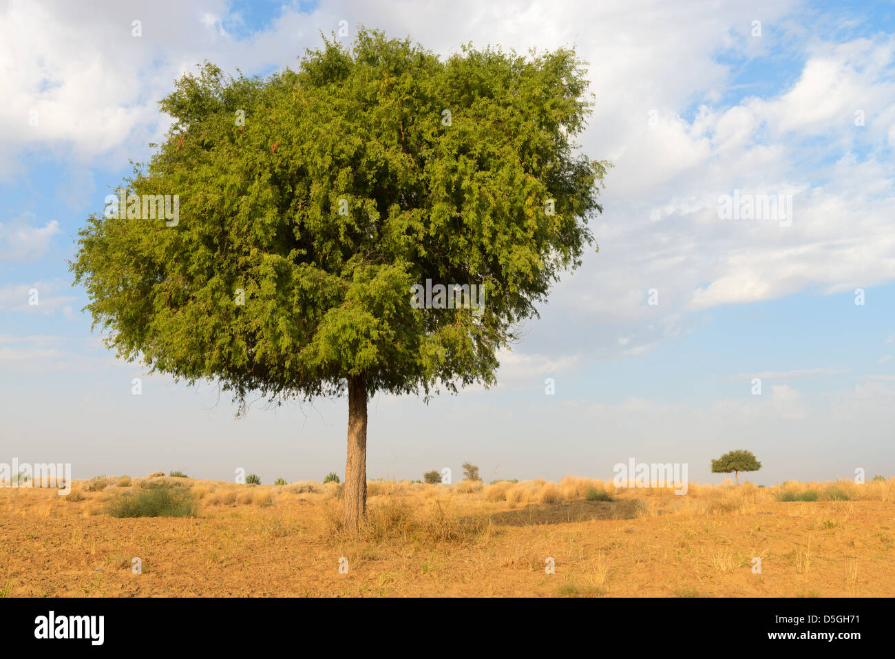 Uno rhejri (Prosopis cineraria) albero nel deserto di Thar ( Grande deserto indiano) sotto nuvoloso cielo blu Foto Stock