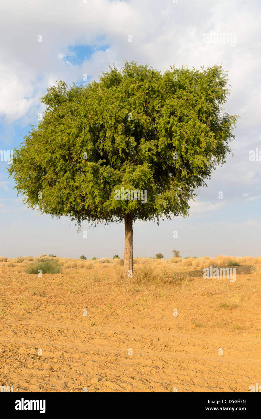 Uno rhejri (Prosopis cineraria) albero nel deserto di Thar ( Grande deserto indiano) sotto nuvoloso cielo blu Foto Stock