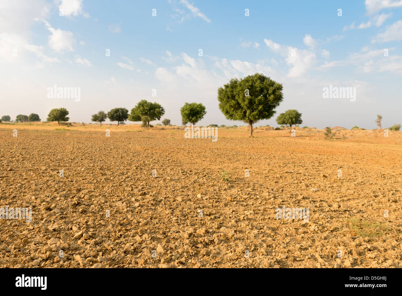 Agricolo di terreni arati campo sotto il cielo blu nel deserto di Thar (Grande deserto indiano) Foto Stock
