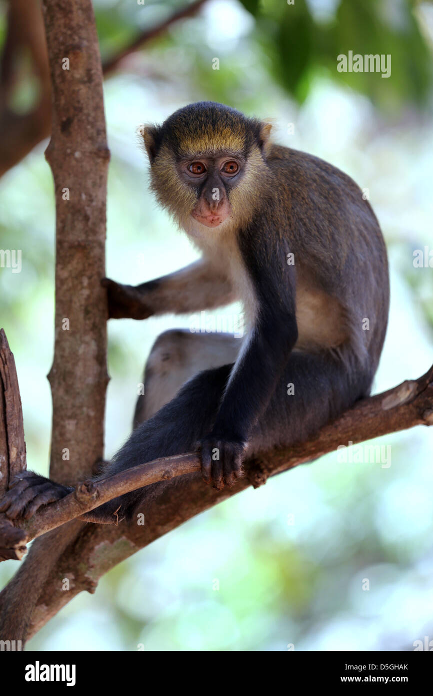 Sacro Mona scimmie del Boabeng Fema santuario di scimmia, Ghana Foto Stock