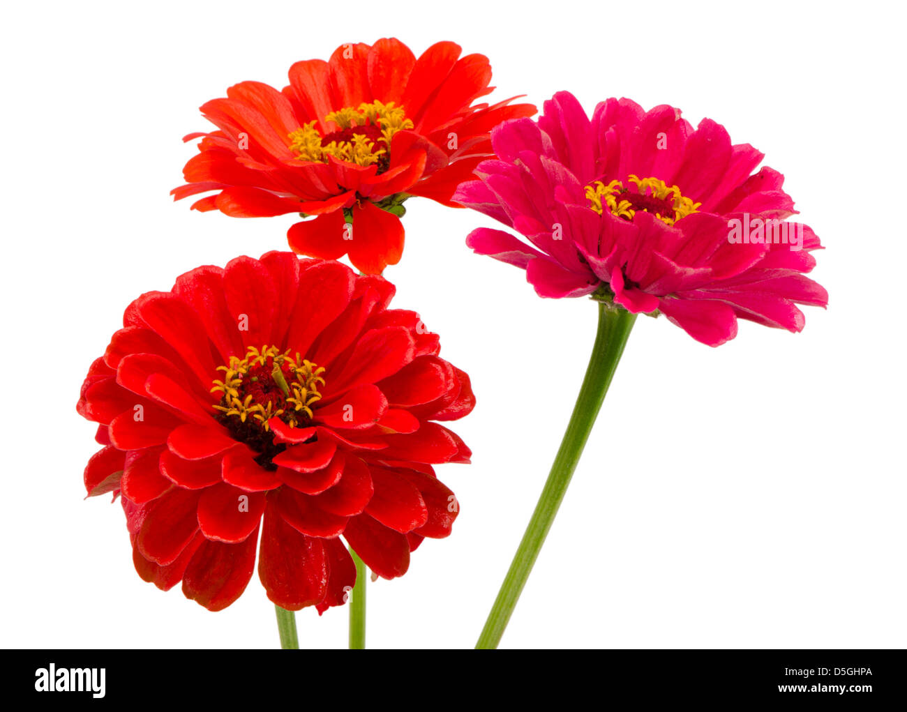 Bouquet di rosso e arancio zinnia fiori isolati su sfondo bianco Foto Stock
