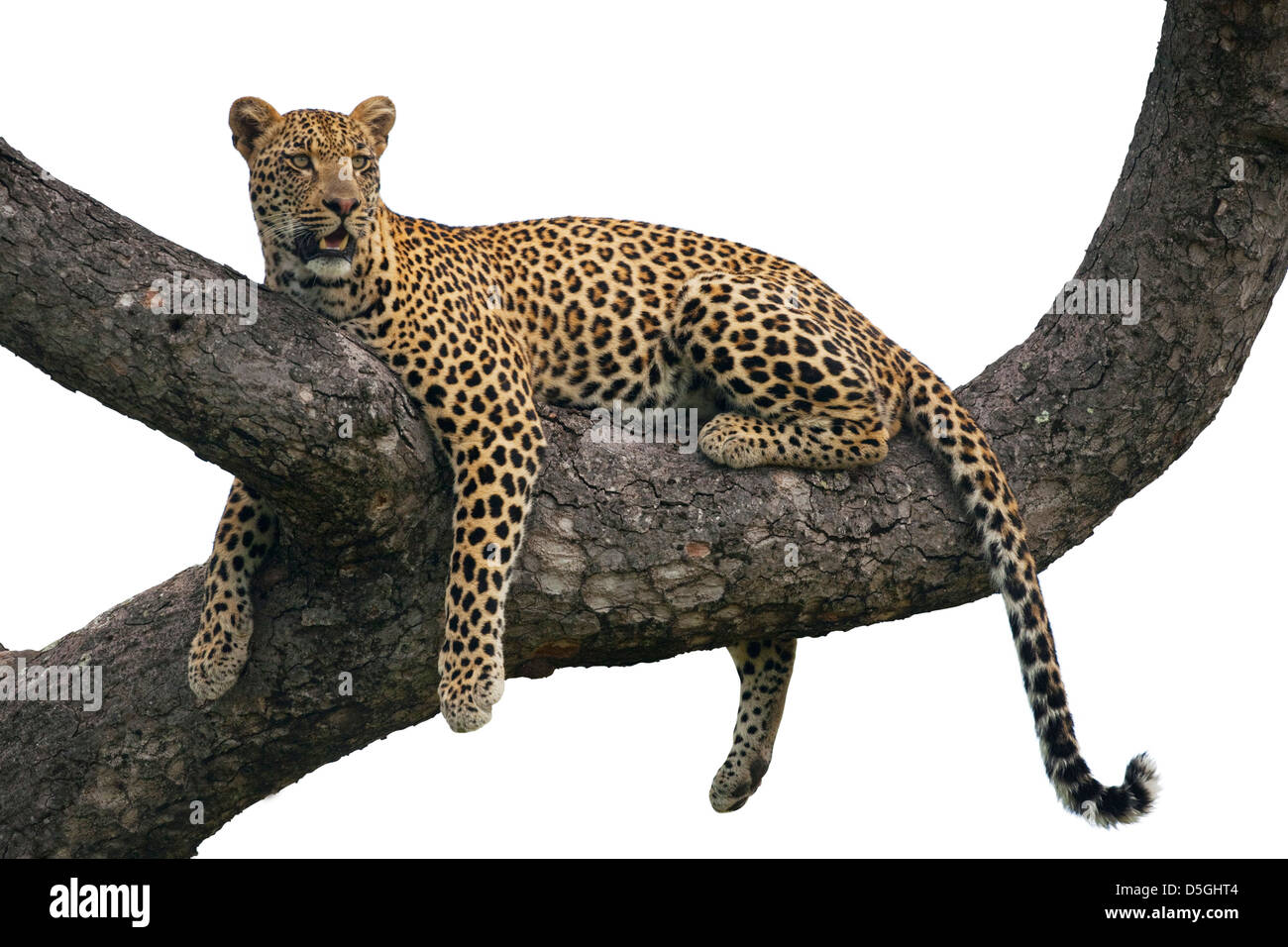Maschio di leopard in appoggio su un ramo di un albero Foto Stock