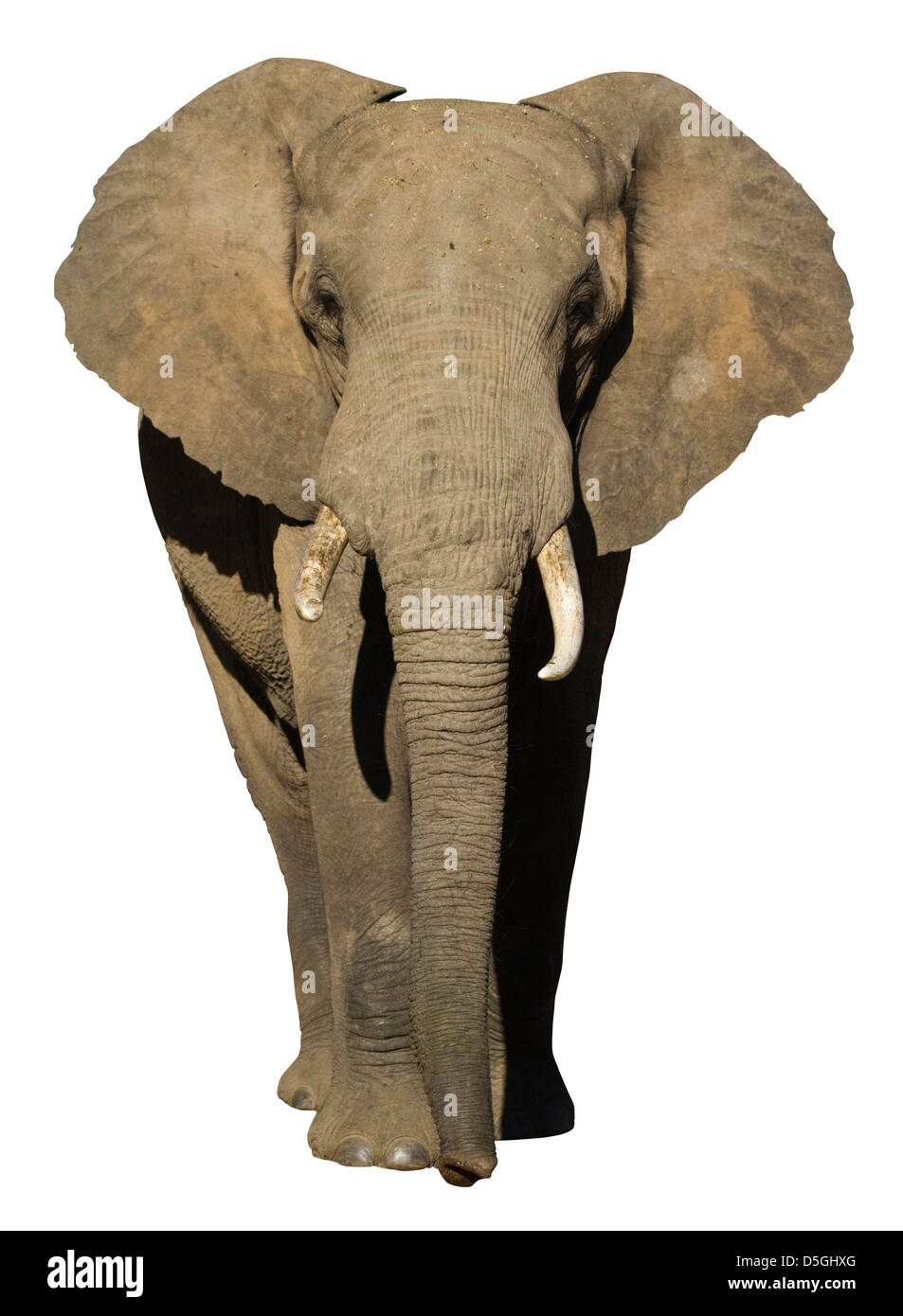 Vista frontale di un elefante africano Foto Stock