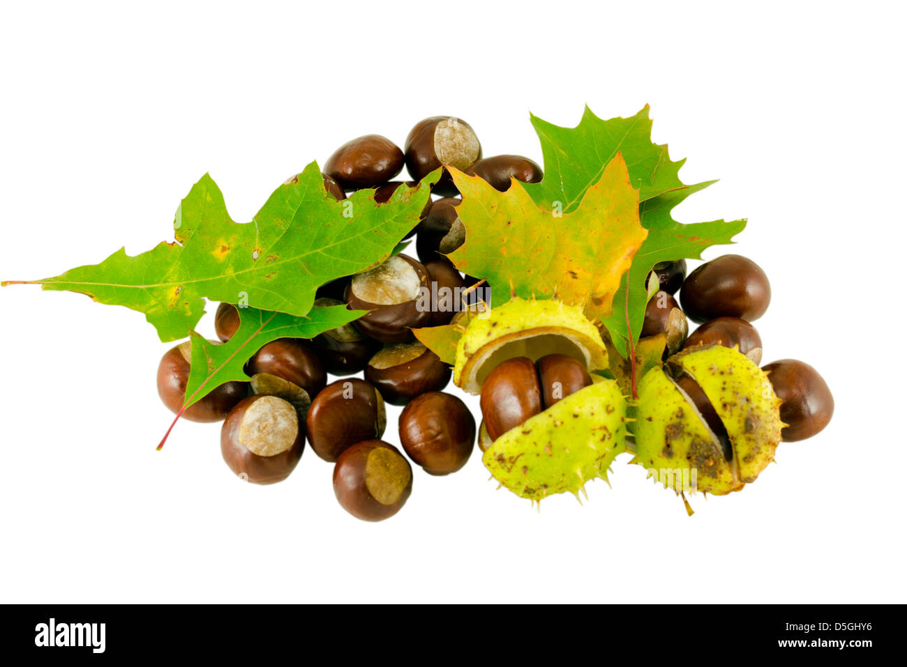 In autunno la composizione di castagne con verde decorativo di foglie di quercia isolatedon sfondo bianco Foto Stock