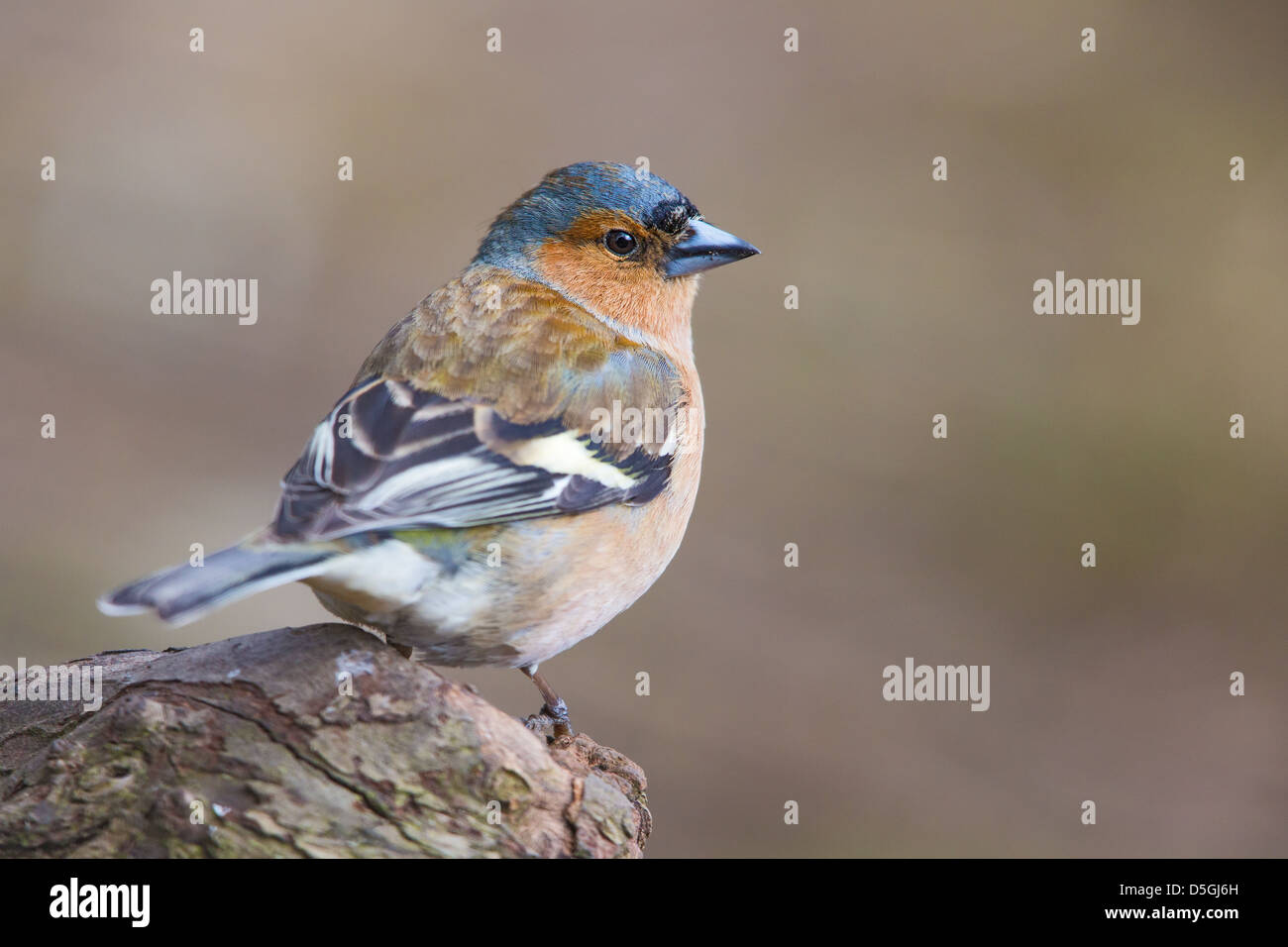 Maschio (fringuello Fringilla coelebs) in piedi su un ceppo di albero, soft focus verde sfondo marrone Foto Stock