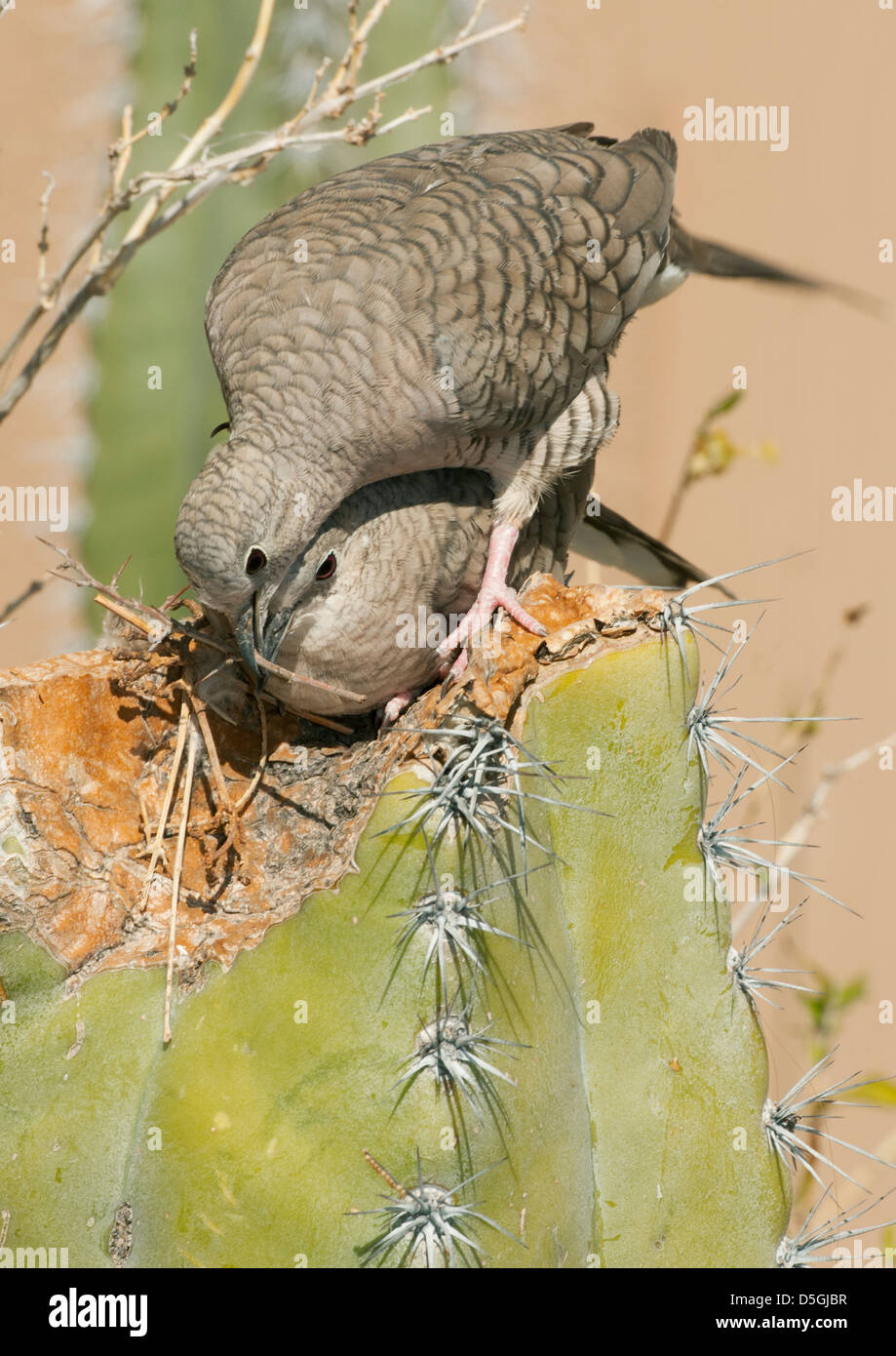 Inca Colomba (Columbina inca) coppia edificio nido su cactus, Tucson, Arizona Foto Stock
