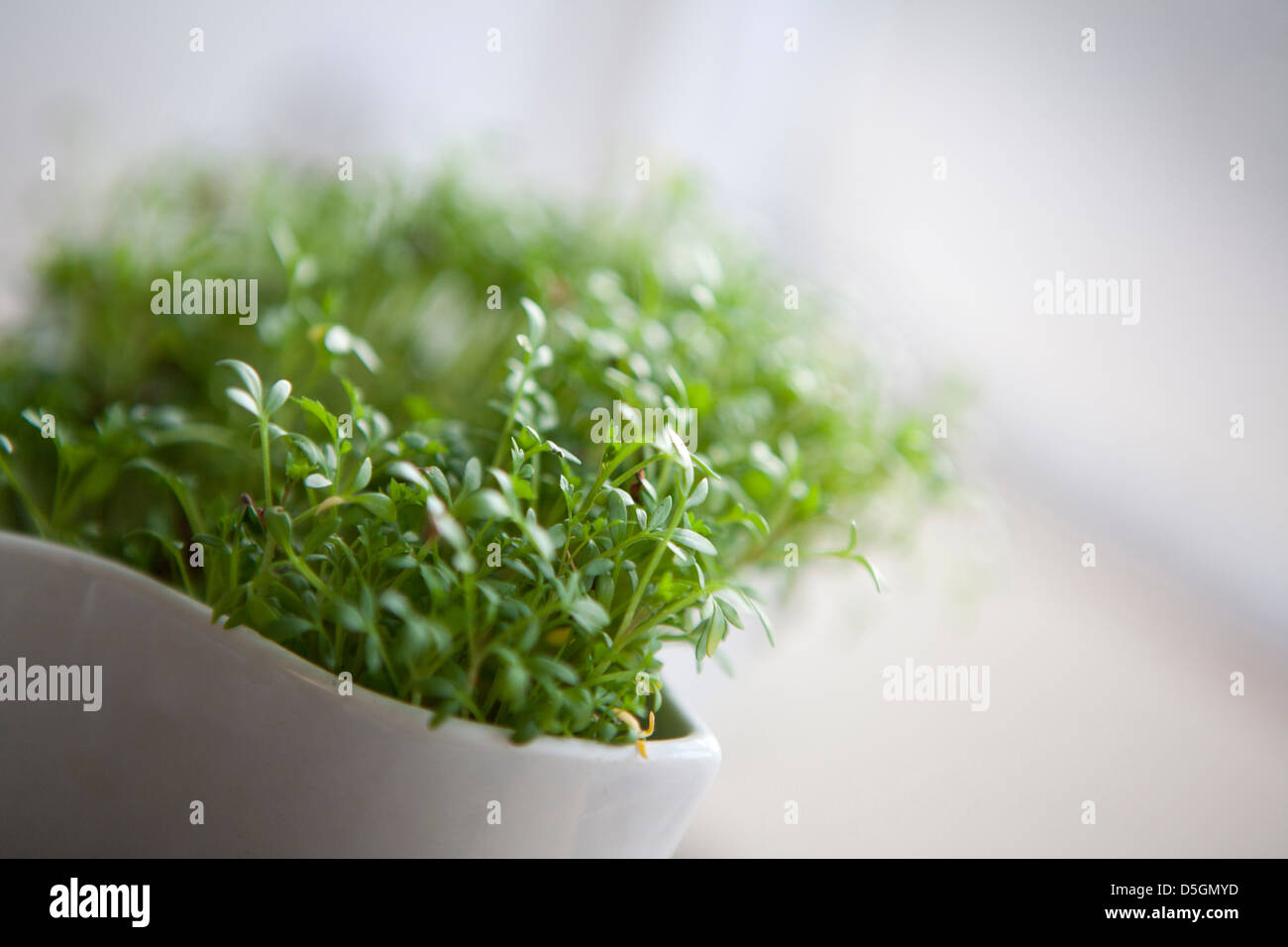 Una piccola pentola di senape Semi di crescione pianta (Lepidium sativum) crescente, piccole foglie verdi. Profondità di campo. Foto Stock