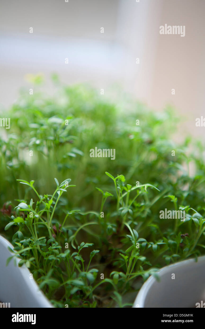 Senape Semi di crescione cresce in una forma bianca pot, profondità di campo. Foto Stock