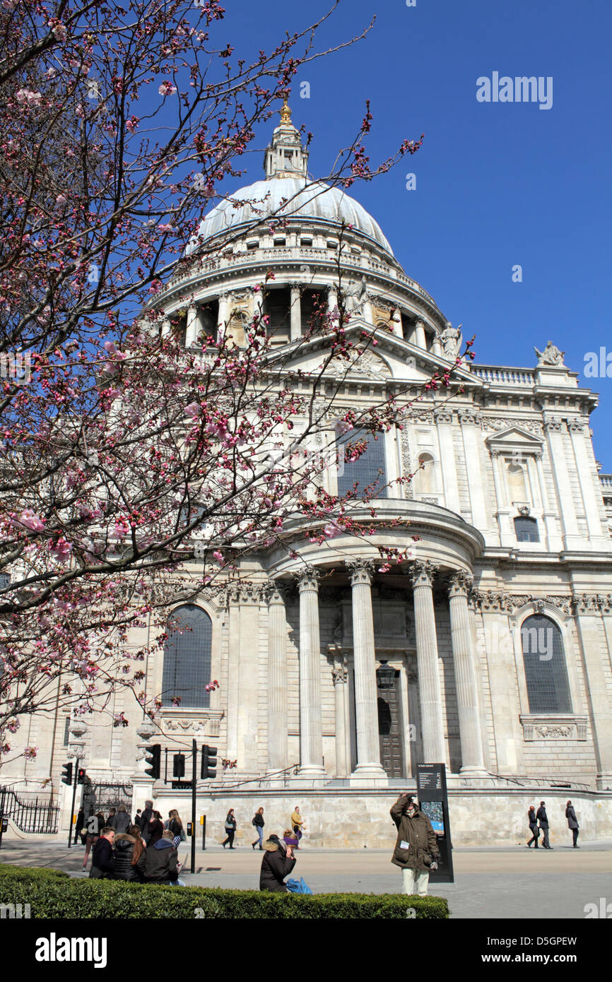 Londra, Regno Unito. Il 2 aprile 2013. Rosa fiori di ciliegio sembrava incredibile contro il cielo blu al di fuori di San Paolo cattedrale nel cuore di Londra. Credito: Julia Gavin / Alamy Live News Foto Stock