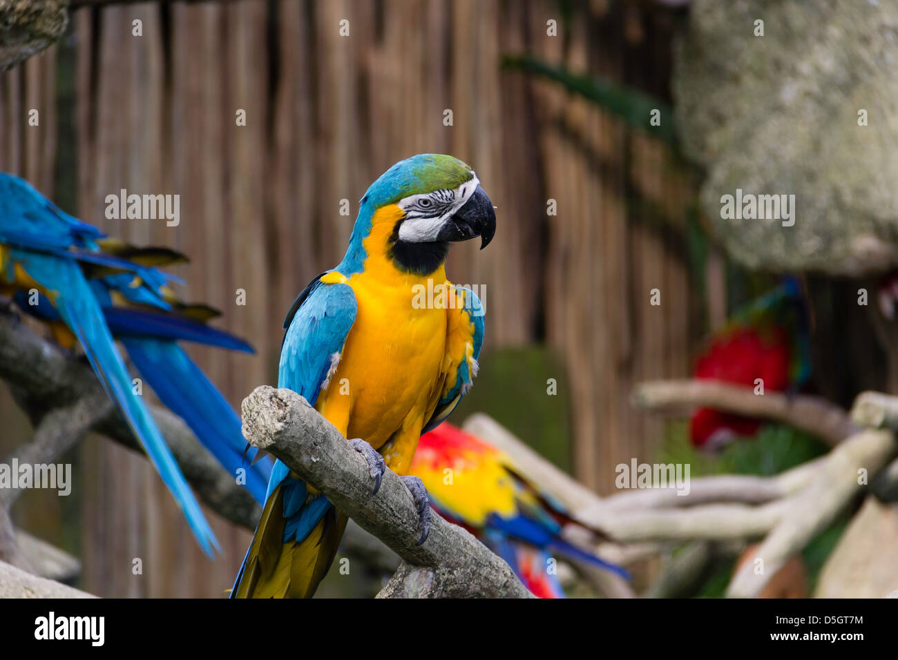 Colorate e luminose Macaw bird appollaiato su un ramo del Jurong Bird Park. Questi sono parte di una mostra all'interno del Bird Park. Foto Stock