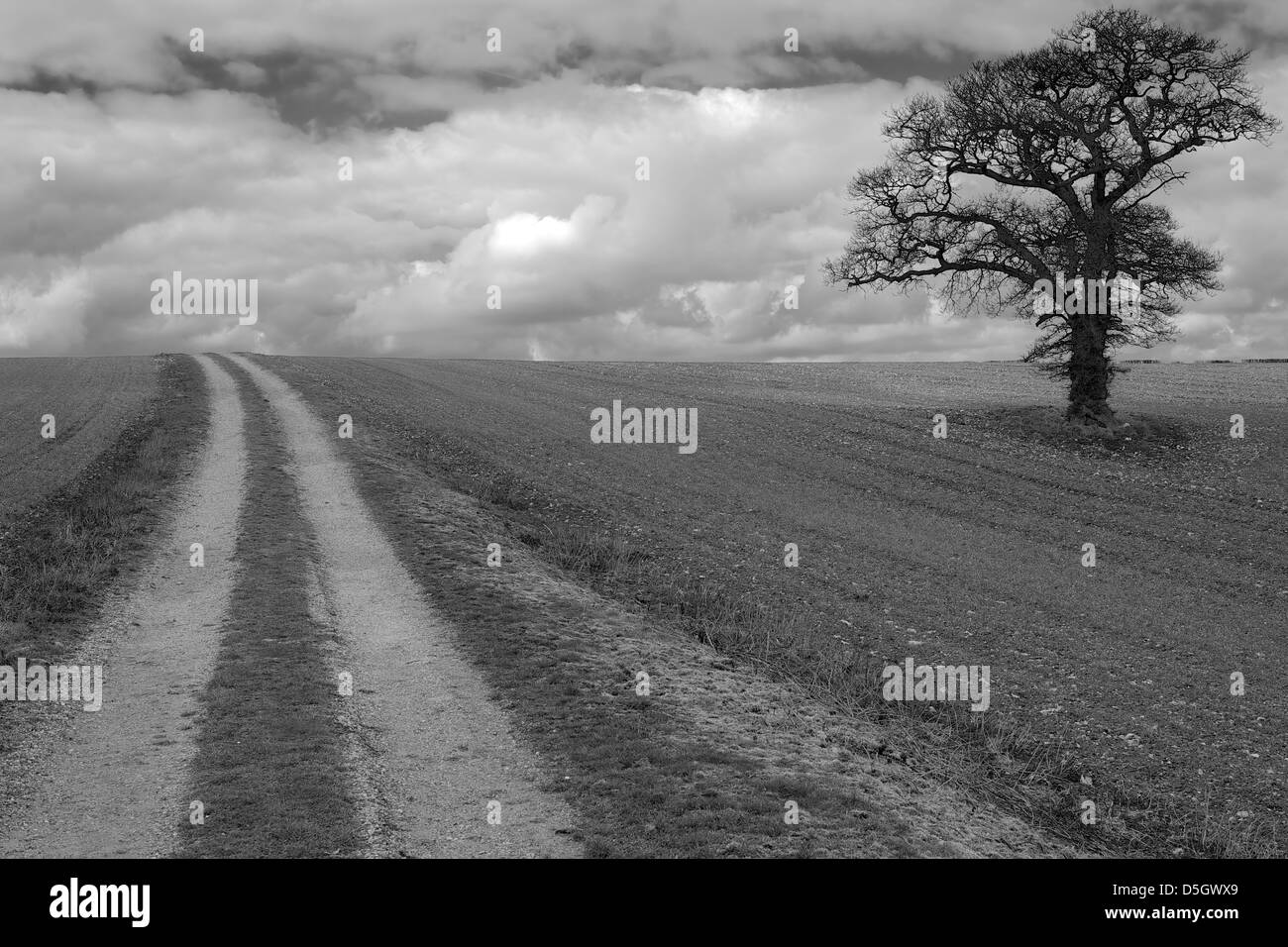 In bianco e nero di albero in campo contro un cielo nuvoloso Foto Stock