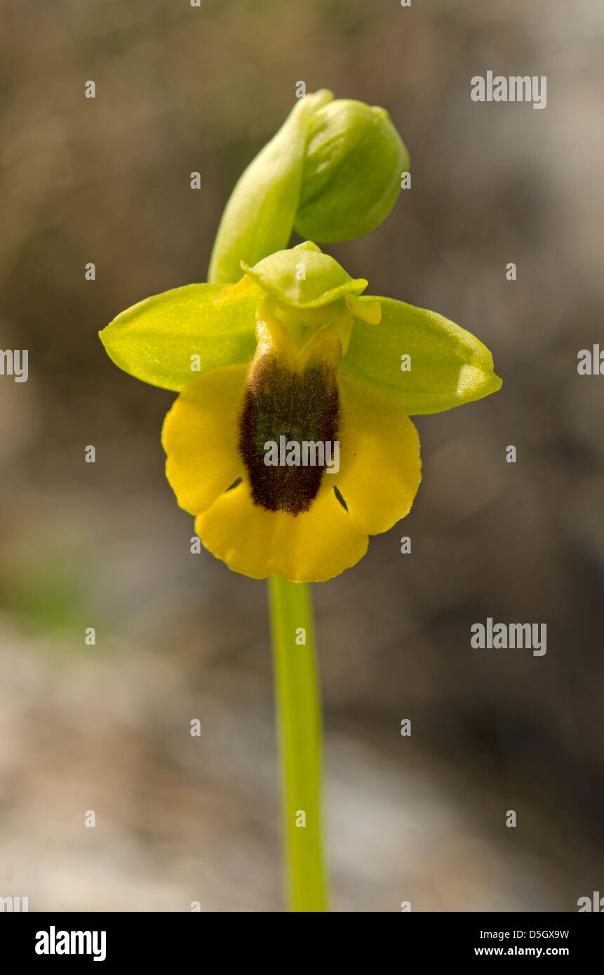 Yellow bee orchid (Ophrys lutea), orchidea selvatica in Andalusia, Spagna meridionale. Foto Stock