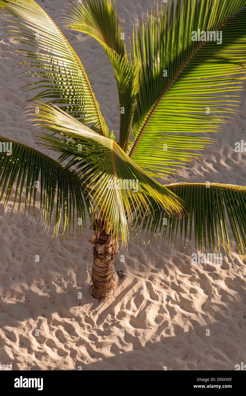 Repubblica Dominicana, Punta Cana, Higuey, Bavaro, Bavaro Beach, Palm tree Foto Stock