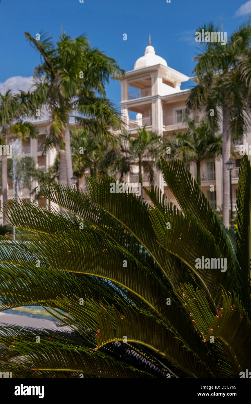Repubblica Dominicana, Punta Cana, Higuey, Bavaro, Riu Palace, Palm tree Foto Stock