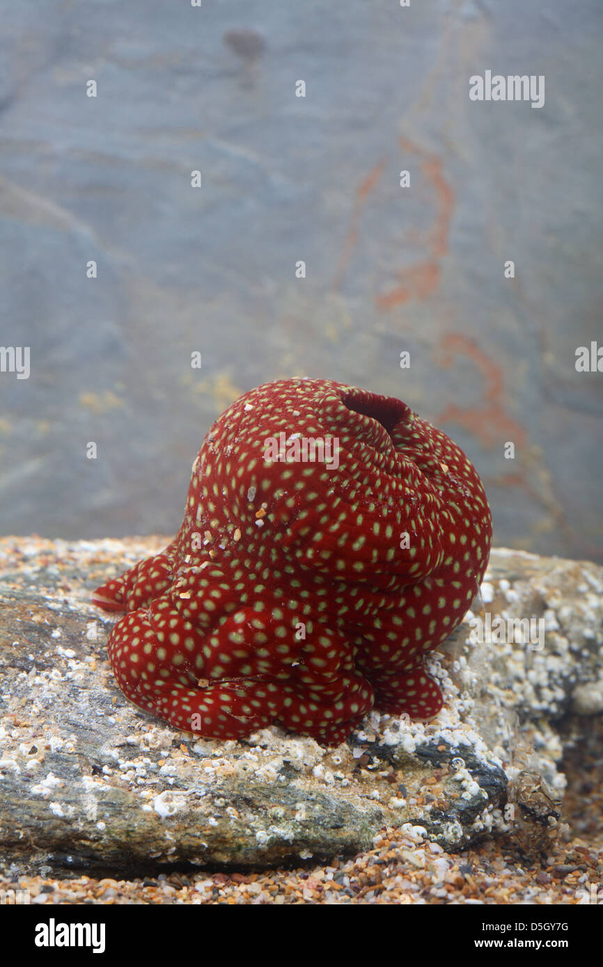 Anemone di fragole [ Actinia fragacea ] in acquario Foto Stock