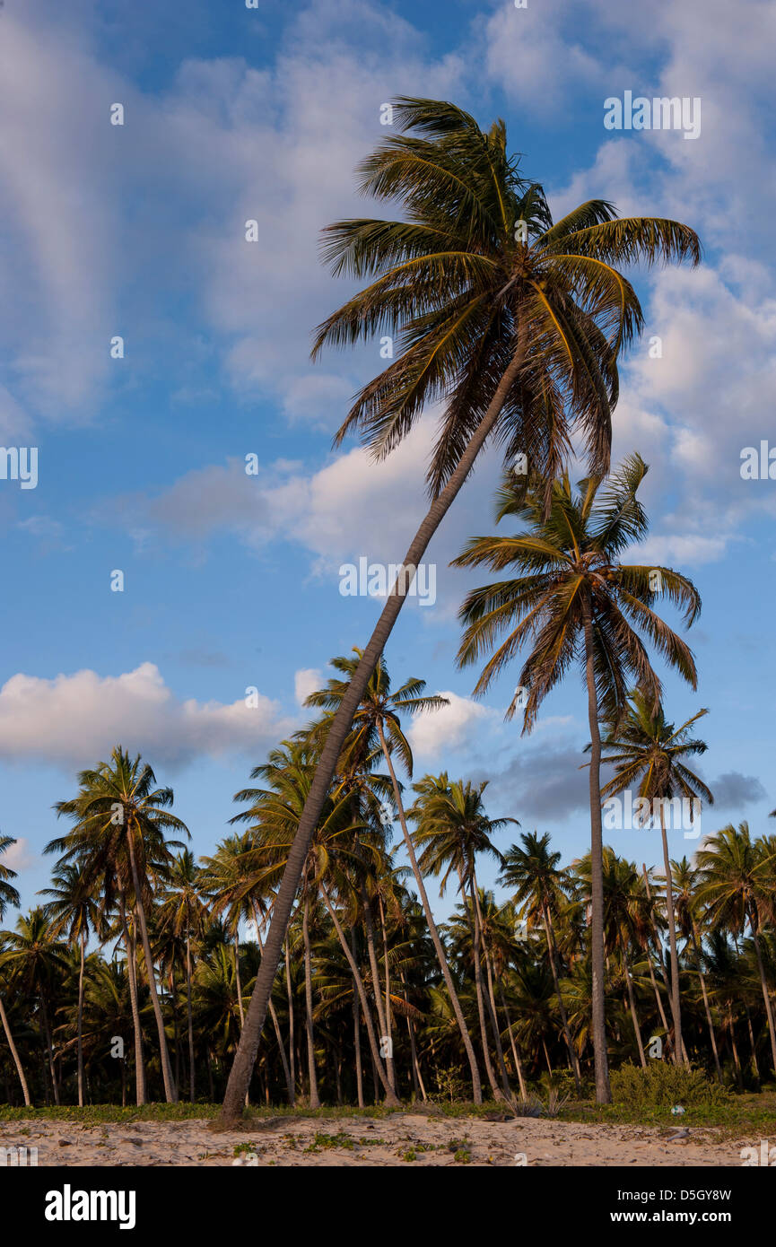 Repubblica Dominicana, Punta Cana, Higuey, Bavaro, Bavaro Beach, palme Foto Stock