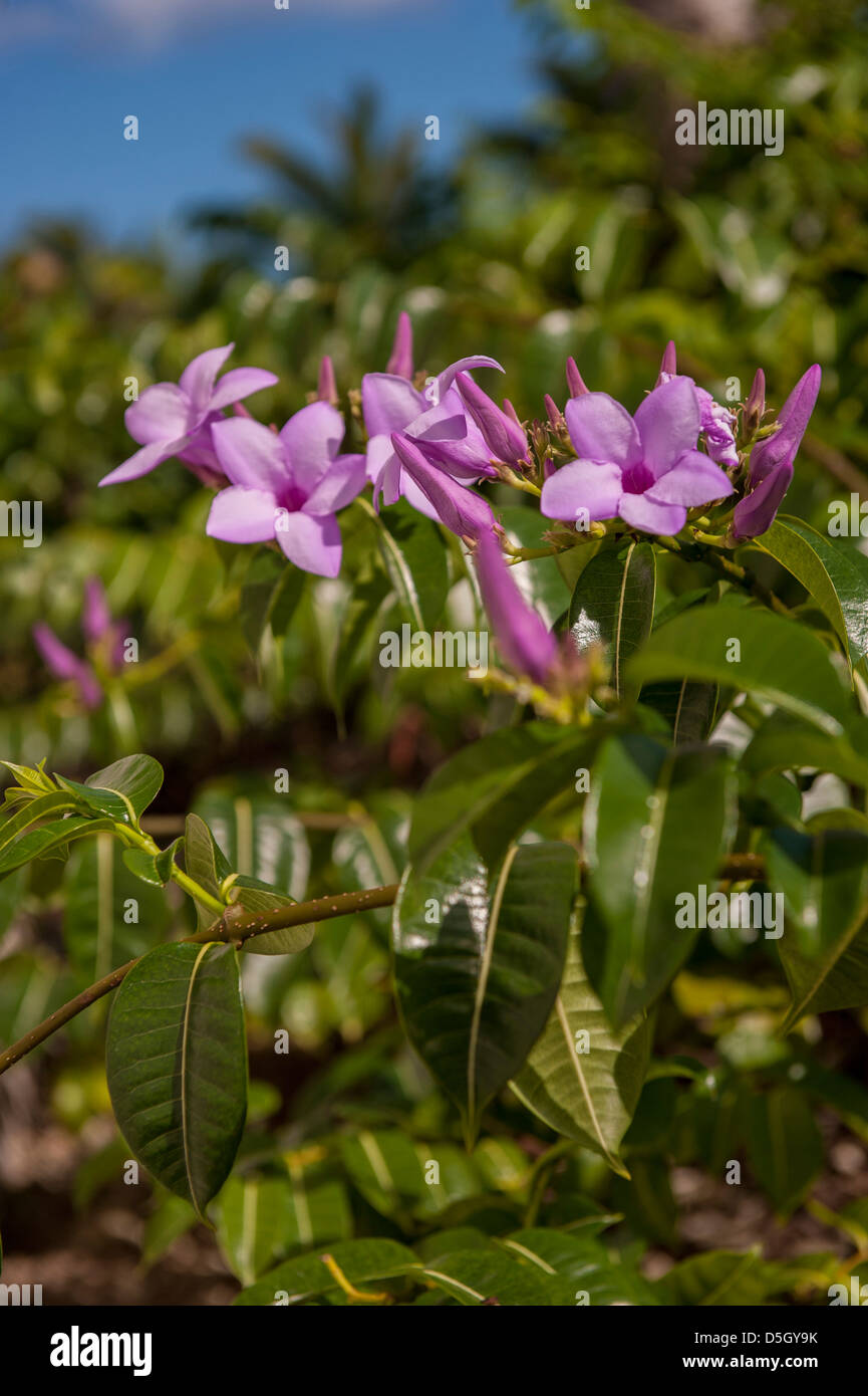 Repubblica Dominicana, Punta Cana, Higuey, Bavaro, viola fiori tropicali Foto Stock