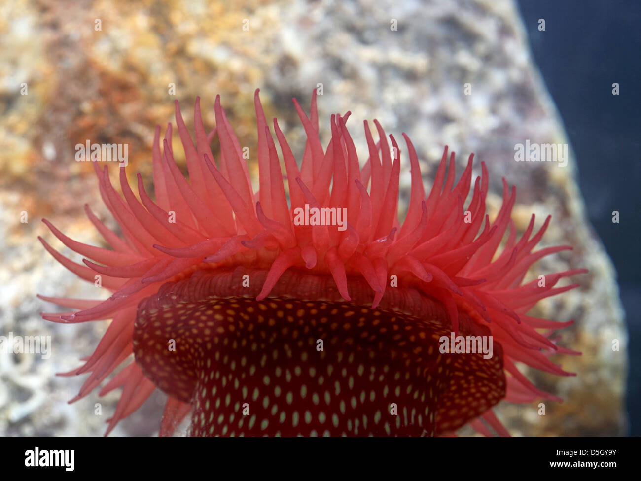 Anemone di fragole [ Actinia fragacea ] in acquario Foto Stock