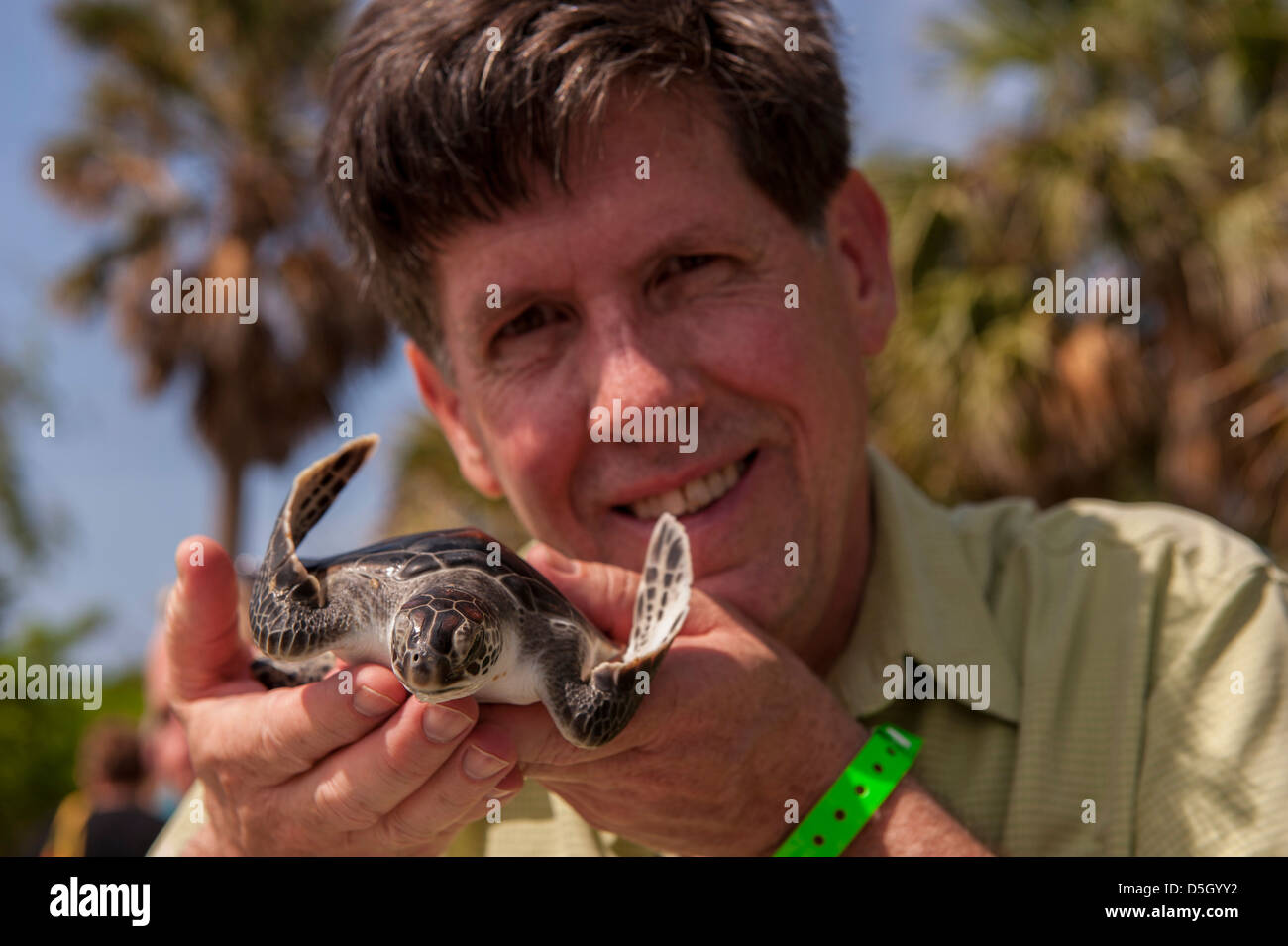 British West Indies, Isole Cayman, Grand Cayman Cayman Turtle Farm, uomo azienda baby Tartaruga Verde. (MR) Foto Stock
