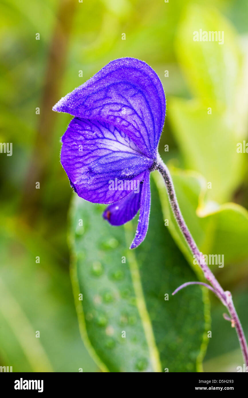 Monkshood (aconitum delphinifolium, buttercup, ranunculaceae), pianta velenosa, Parco Nazionale di Denali, Alaska, STATI UNITI D'AMERICA Foto Stock