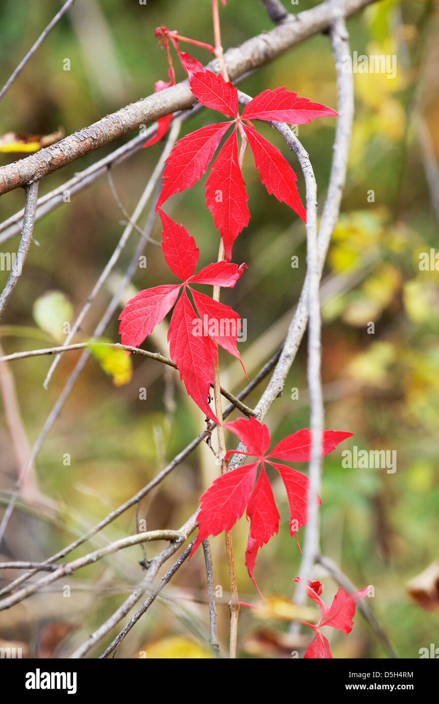 Virginia vitigno del superriduttore in autunno. Palos Forest Preserve, Cook County Illinois Foto Stock