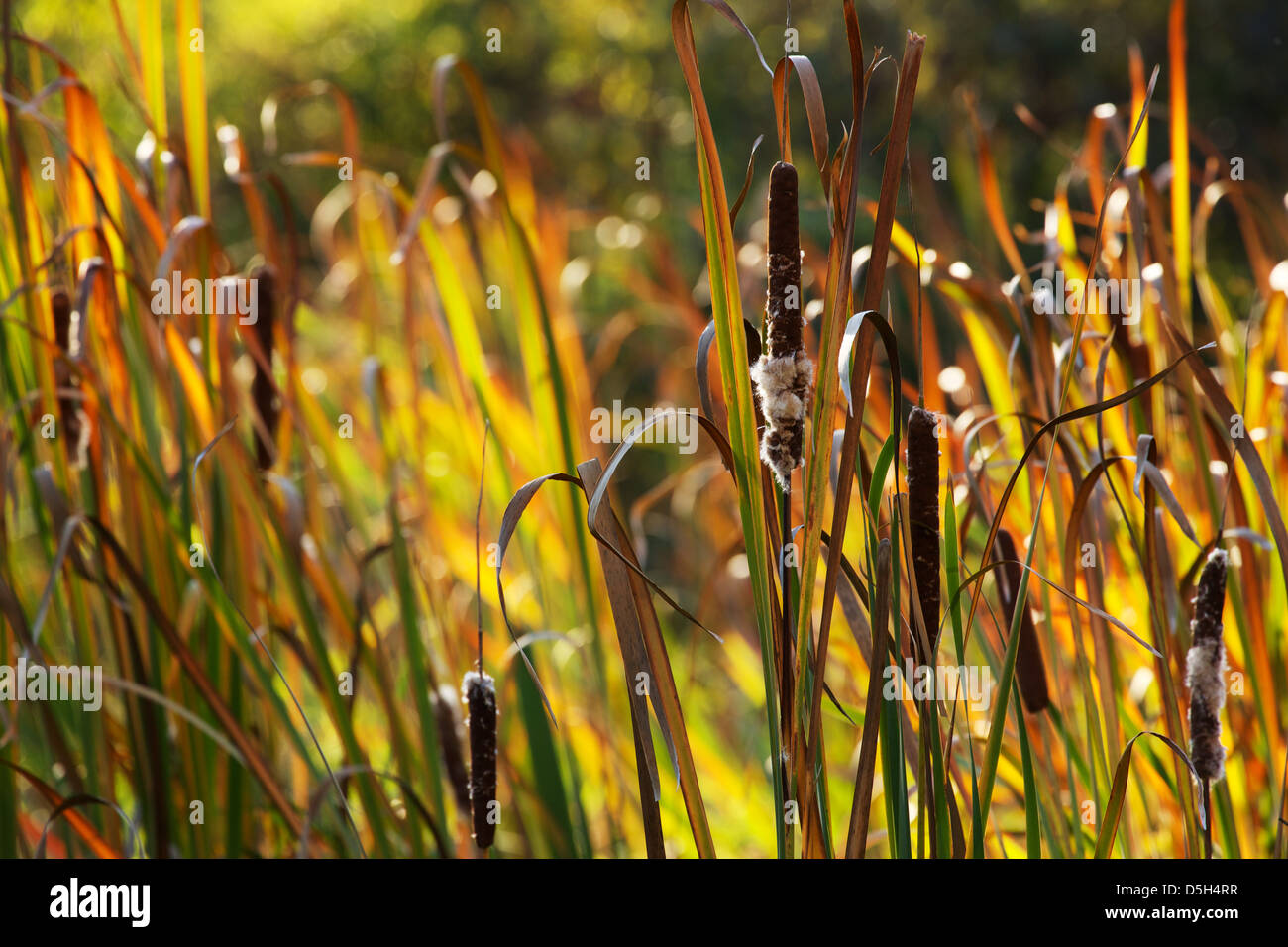 Cattails (Typha speciess). Palos Forest Preserve Cook County Illinois Foto Stock