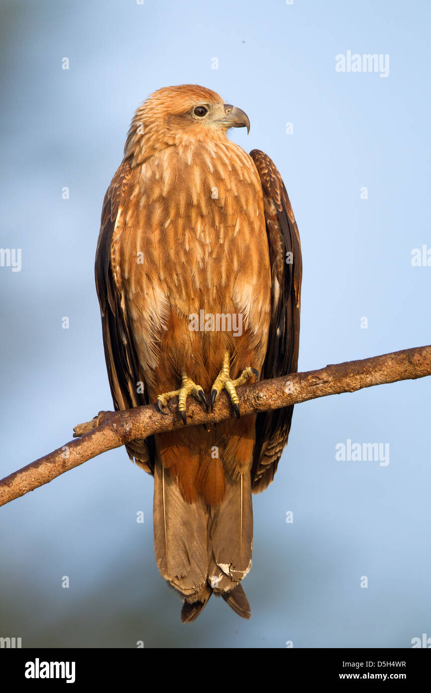 Brahminy kite capretti Foto Stock