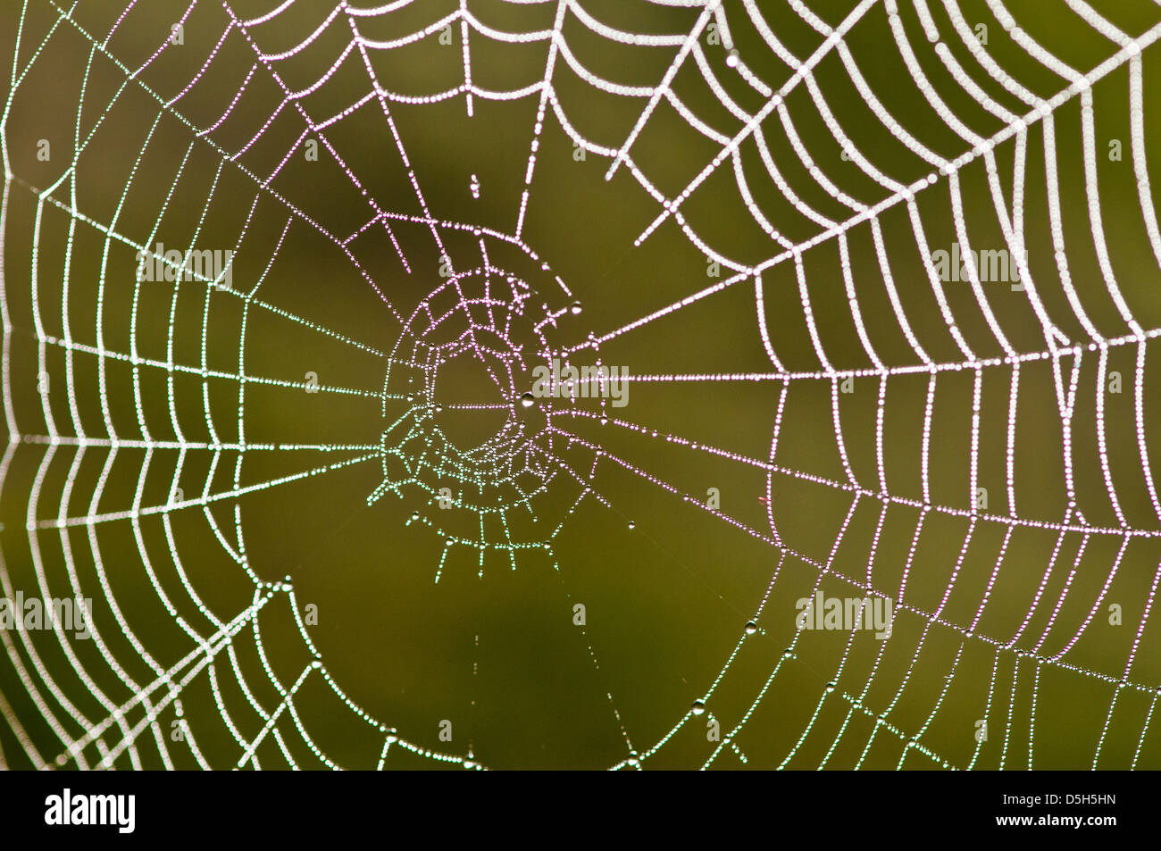 La rugiada-coperto spider web (orb web) Foto Stock