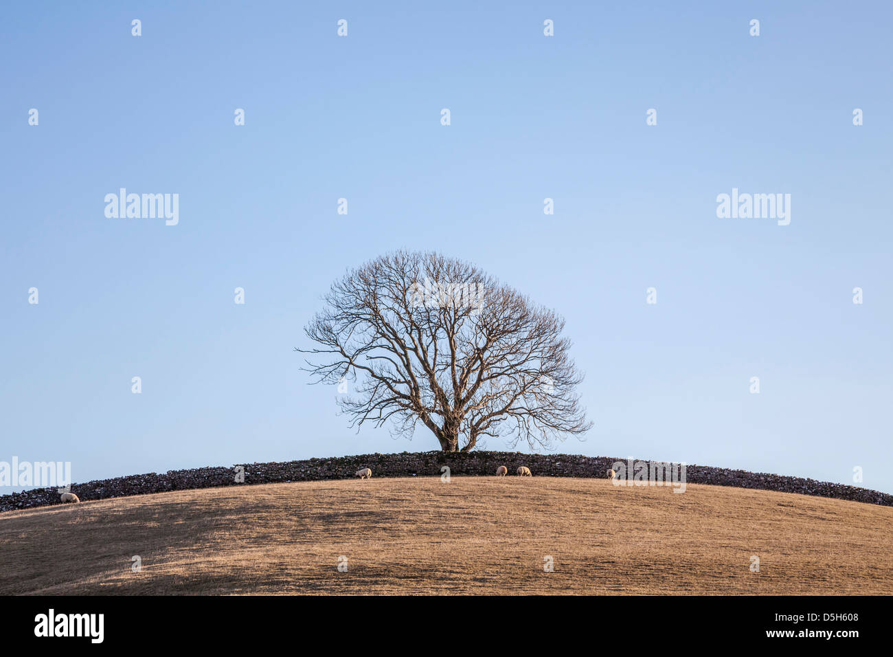 Lone Tree vicino a Horton in Ribblesdale, North Yorkshire. Foto Stock