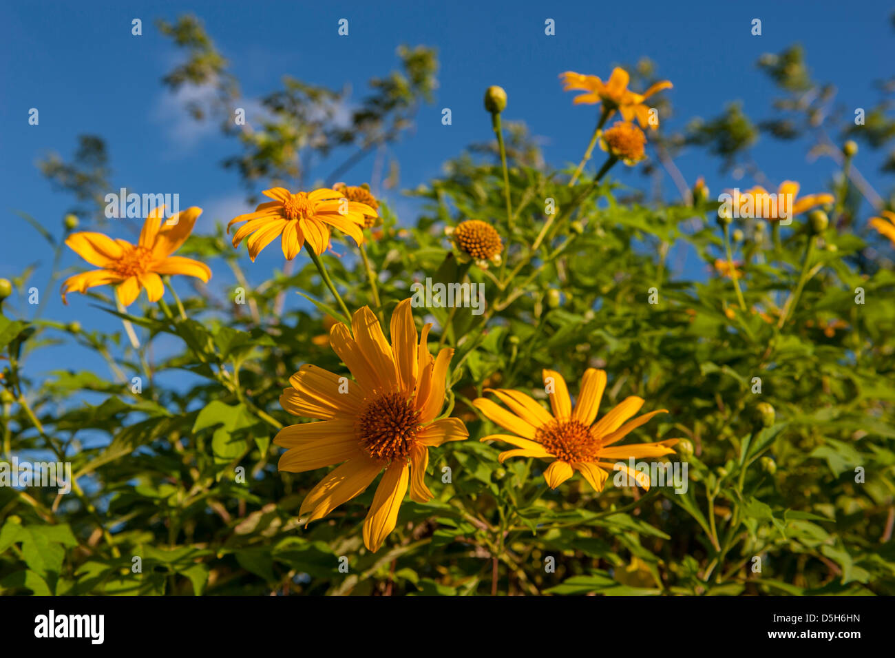 Repubblica Dominicana, Punta Cana, Higuey, Bavaro tropicale e fiori di colore giallo Foto Stock