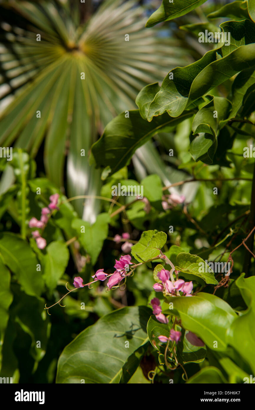 British West Indies, Isole Cayman, Grand Cayman, piante tropicali e fiori, Palm tree Foto Stock