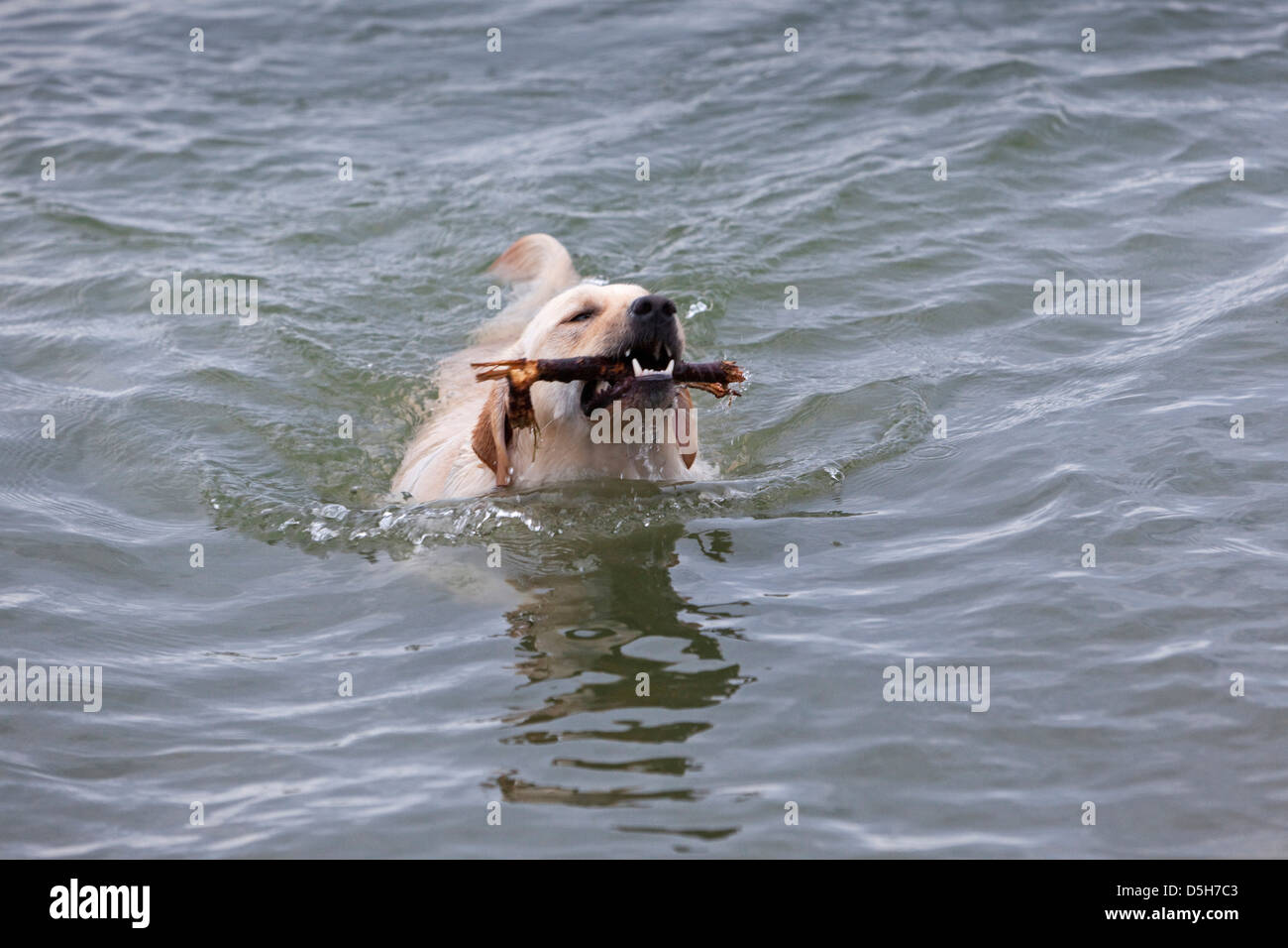 Un laboratorio di giallo recupera un bastone dalle fredde acque del Lago Ontario, Toronto, Ontario, Canada Foto Stock